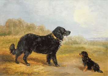 Dogs